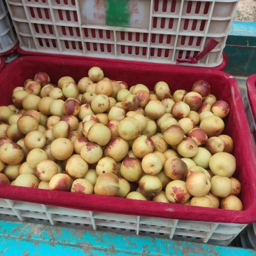 陕西大荔冬枣产地直发质量保障价格合理欢迎问价