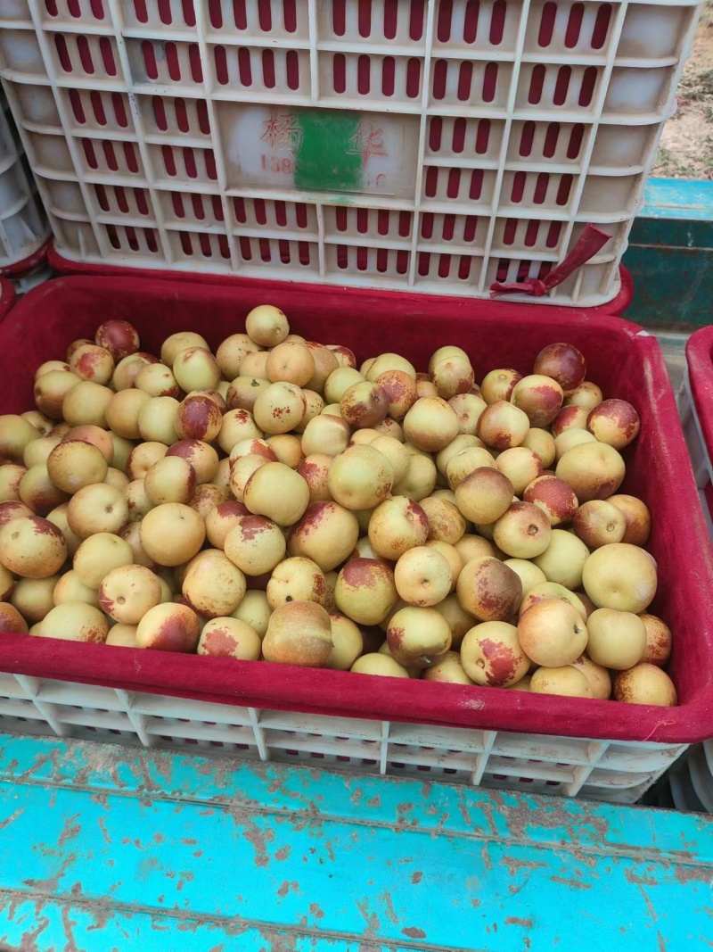 陕西大荔冬枣产地直发质量保障价格合理欢迎问价