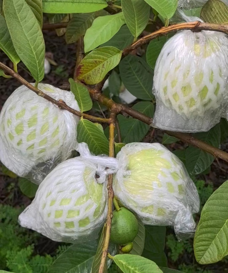 广东珍珠番石榴芭乐大量上货质量保证，量大从优欢迎订购