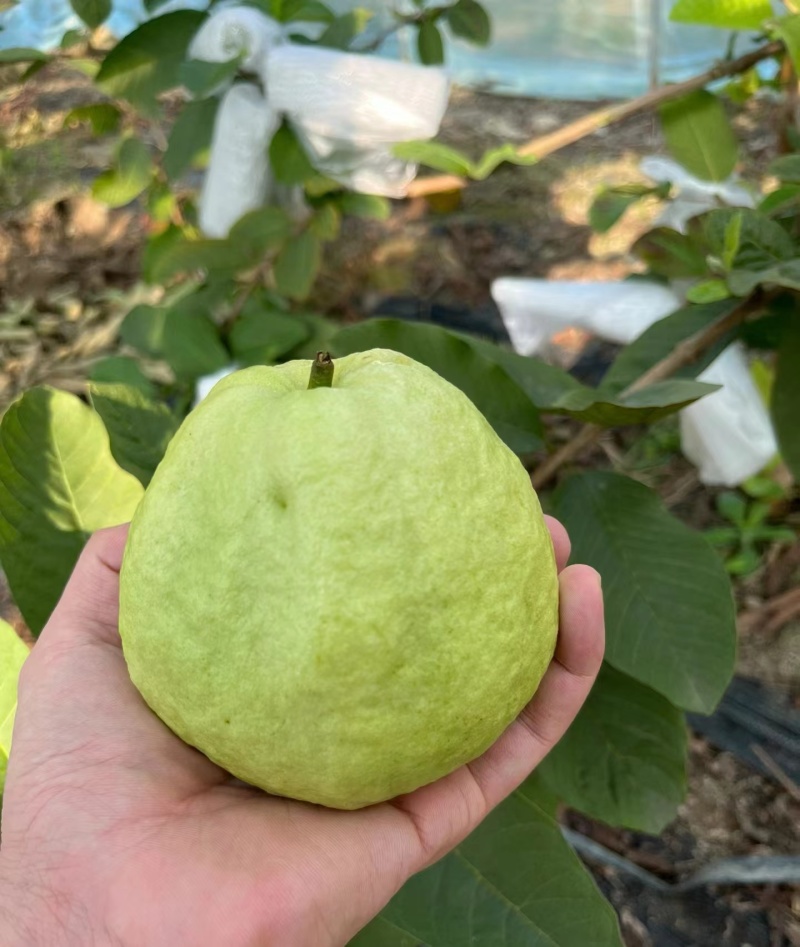 广东珍珠番石榴芭乐大量上货质量保证，量大从优欢迎订购