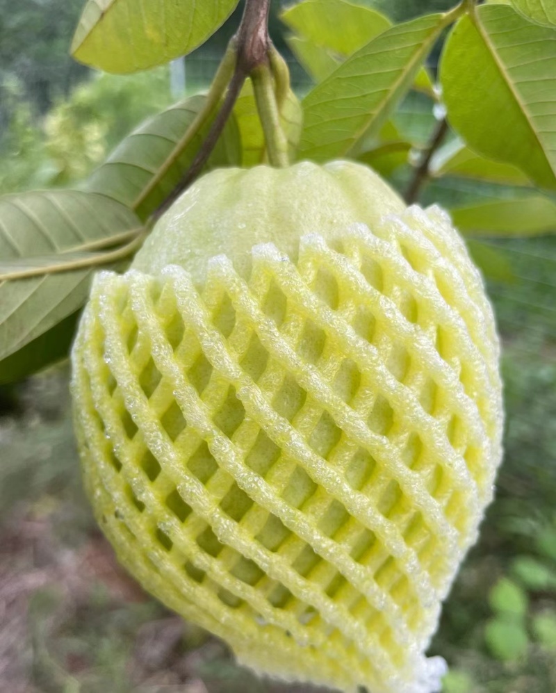 广东珍珠番石榴芭乐大量上货质量保证，量大从优欢迎订购
