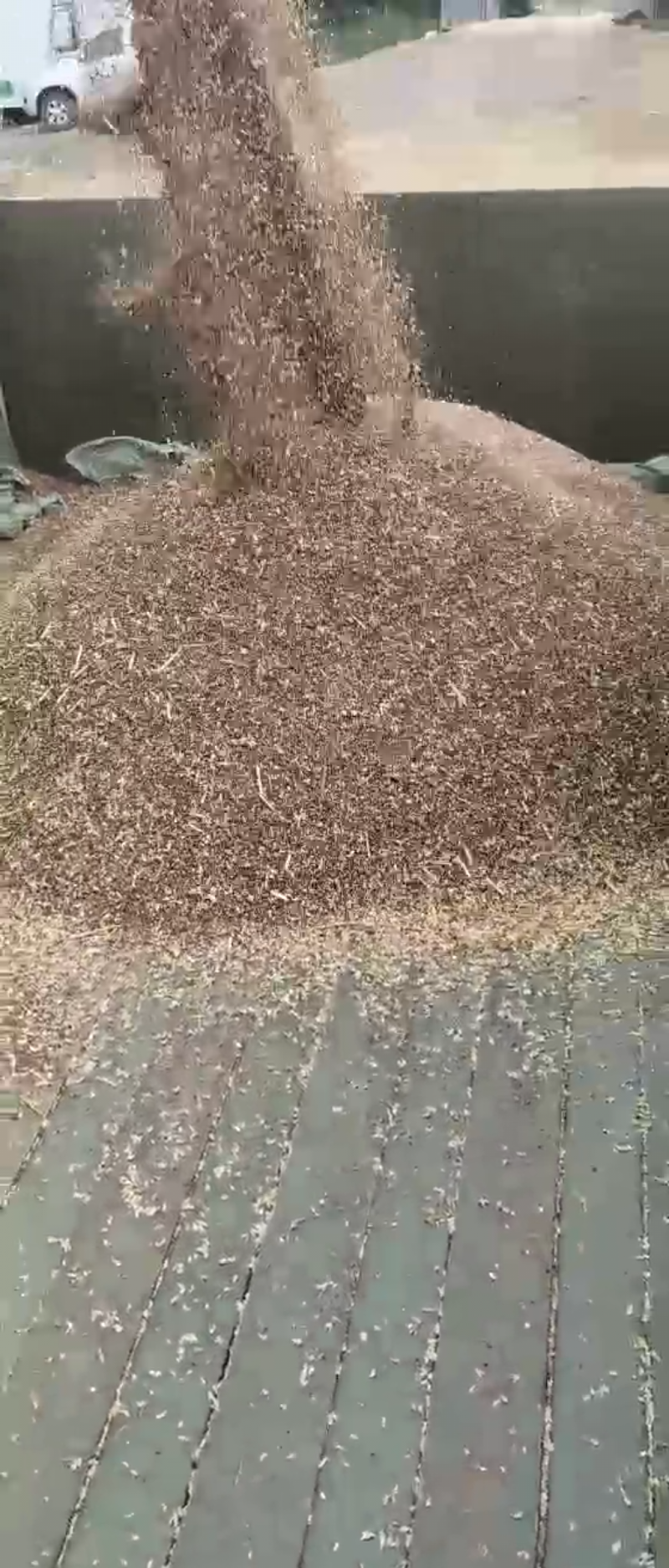 【优质】黑小麦绿小麦保证质量颗粒饱满干净无杂质可远程看货