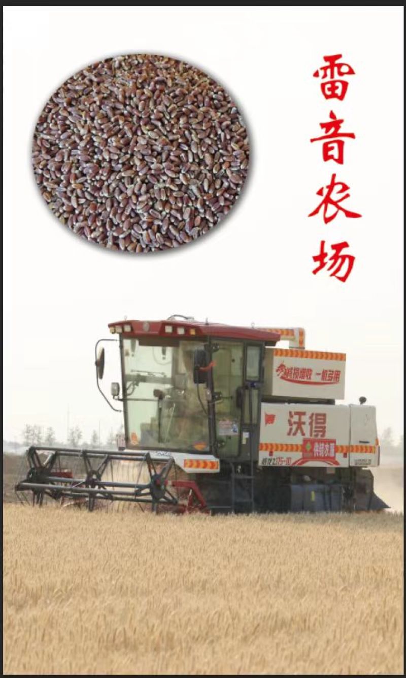 【优质】黑小麦绿小麦保证质量颗粒饱满干净无杂质可远程看货