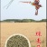 【优质】黑小麦绿小麦保证质量颗粒饱满干净无杂质可远程看货