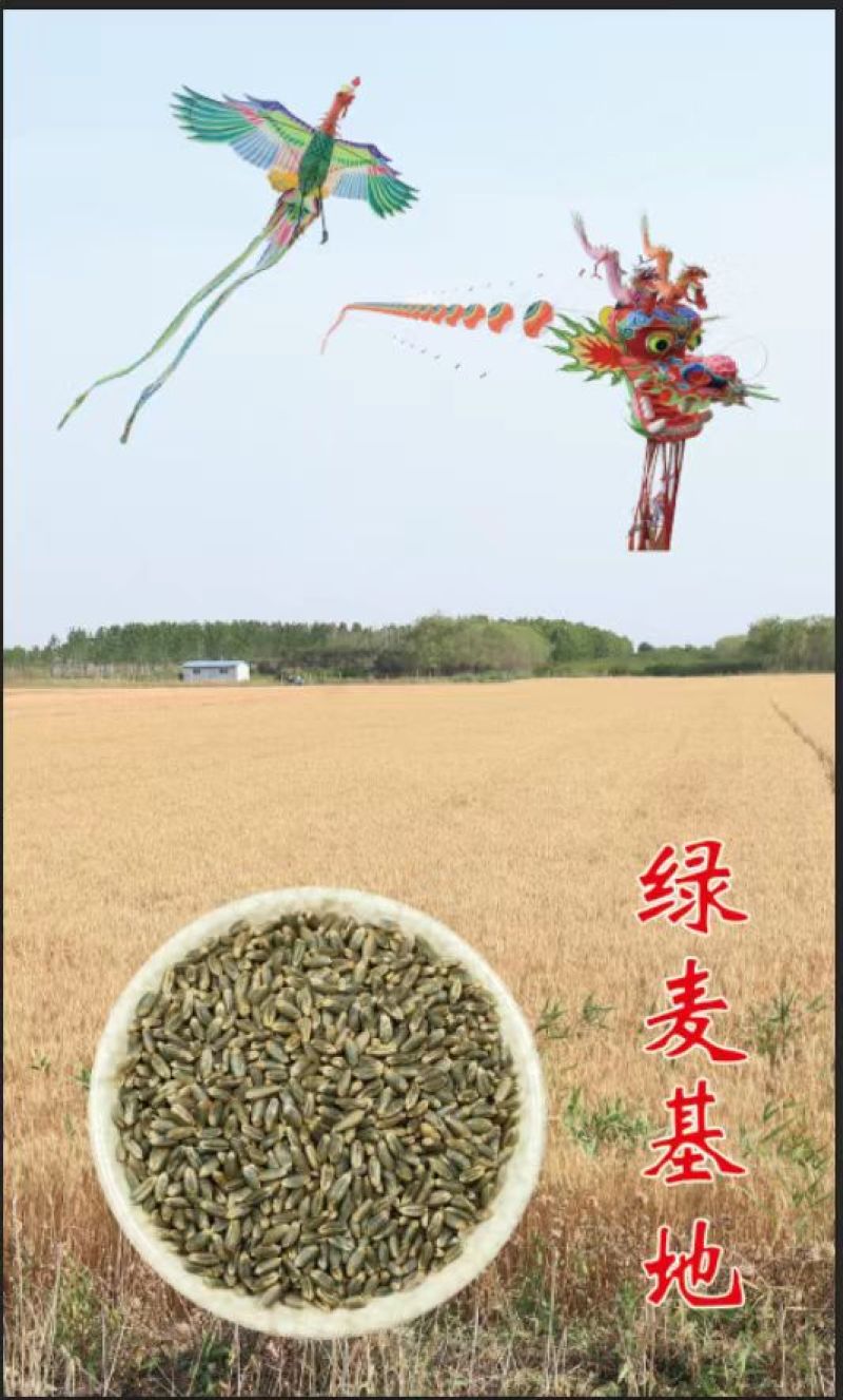 【优质】黑小麦绿小麦保证质量颗粒饱满干净无杂质可远程看货