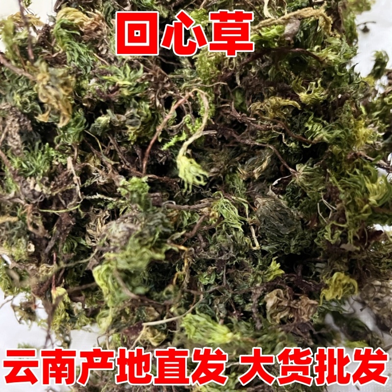 中药材回心草云南产地货源新货直播山货供应散装回心草