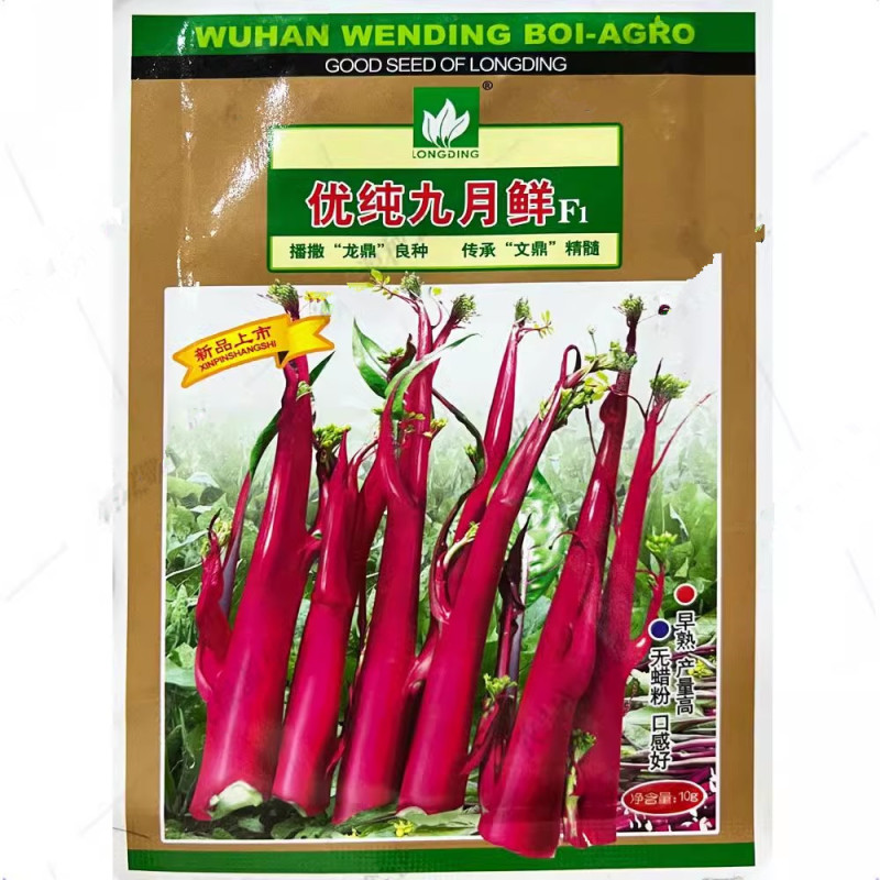 十月红菜苔种子早熟65天抗病耐寒鲜红味甜红菜心种
