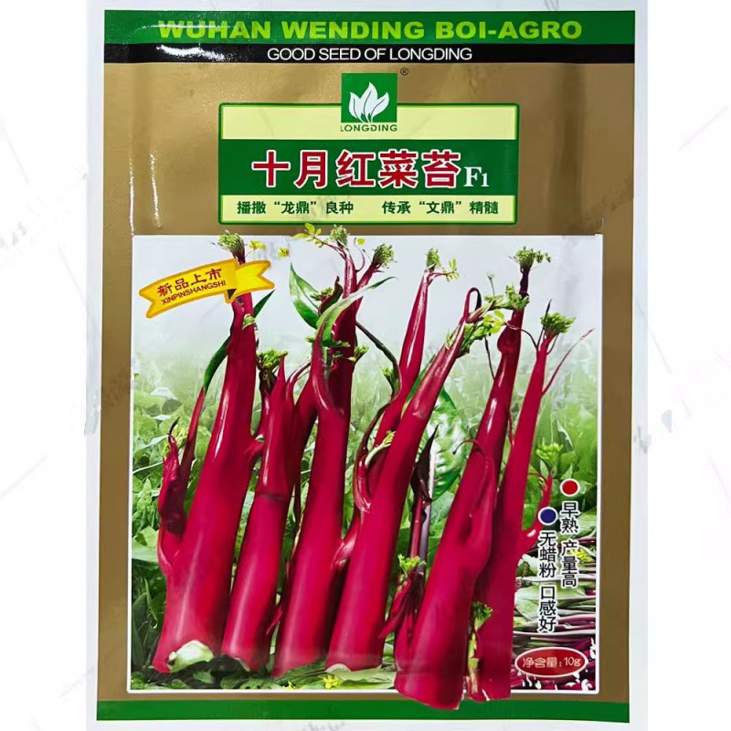十月红菜苔种子早熟65天抗病耐寒鲜红味甜红菜心种