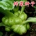 小叶绿宝榨菜种子脆嫩爽口鲜食加工早中熟耐寒抗病