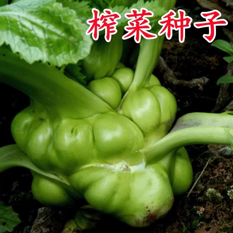 小叶绿宝榨菜种子脆嫩爽口鲜食加工早中熟耐寒抗病
