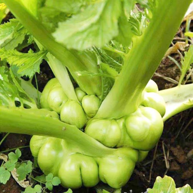 小叶绿宝榨菜种子脆嫩爽口鲜食加工早中熟耐寒抗病