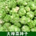 小叶绿宝榨菜种子脆嫩爽口鲜食加工早中熟耐寒抗病
