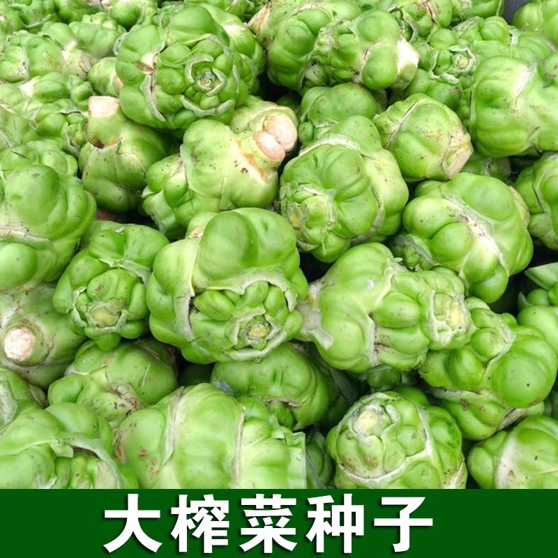 小叶绿宝榨菜种子脆嫩爽口鲜食加工早中熟耐寒抗病