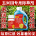 玉米苗后封闭式除草剂正品硝磺莠去津强效封闭除草剂安全不伤
