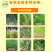 玉米苗后封闭式除草剂正品硝磺莠去津强效封闭除草剂安全不伤