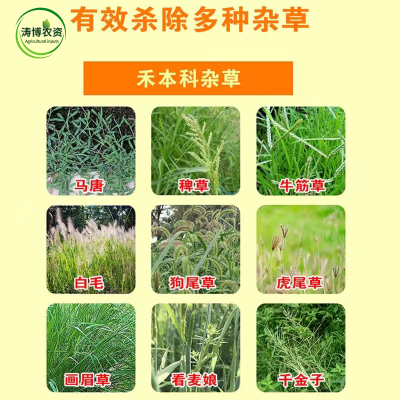 玉米苗后封闭式除草剂正品硝磺莠去津强效封闭除草剂安全不伤
