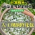 横县茉莉鲜花苞晴天花苞天然香水可手串可食用顺丰空运