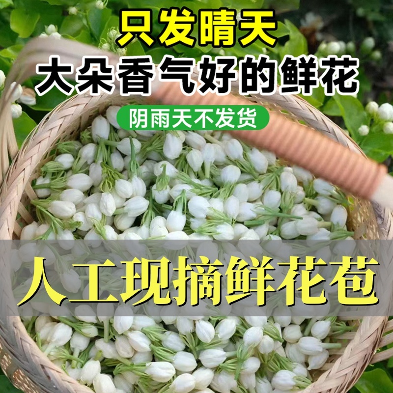 横县茉莉鲜花苞晴天花苞天然香水可手串可食用顺丰空运
