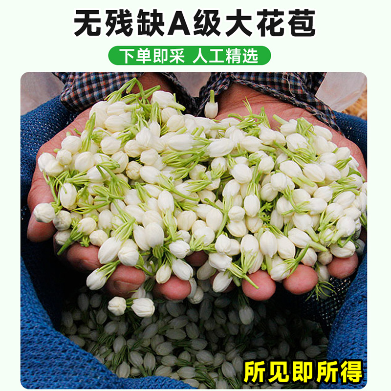 横县茉莉鲜花苞晴天花苞天然香水可手串可食用顺丰空运