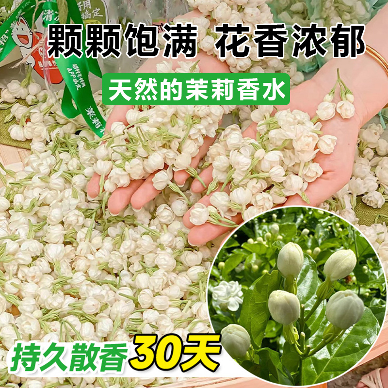 横县茉莉鲜花苞晴天花苞天然香水可手串可食用顺丰空运