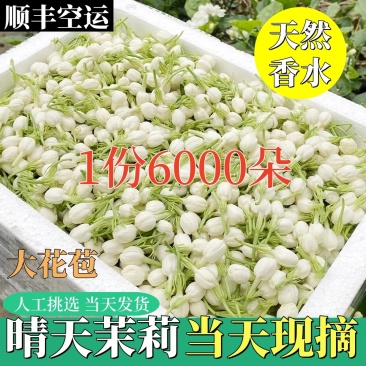 横县茉莉鲜花苞晴天花苞天然香水可手串可食用顺丰空运