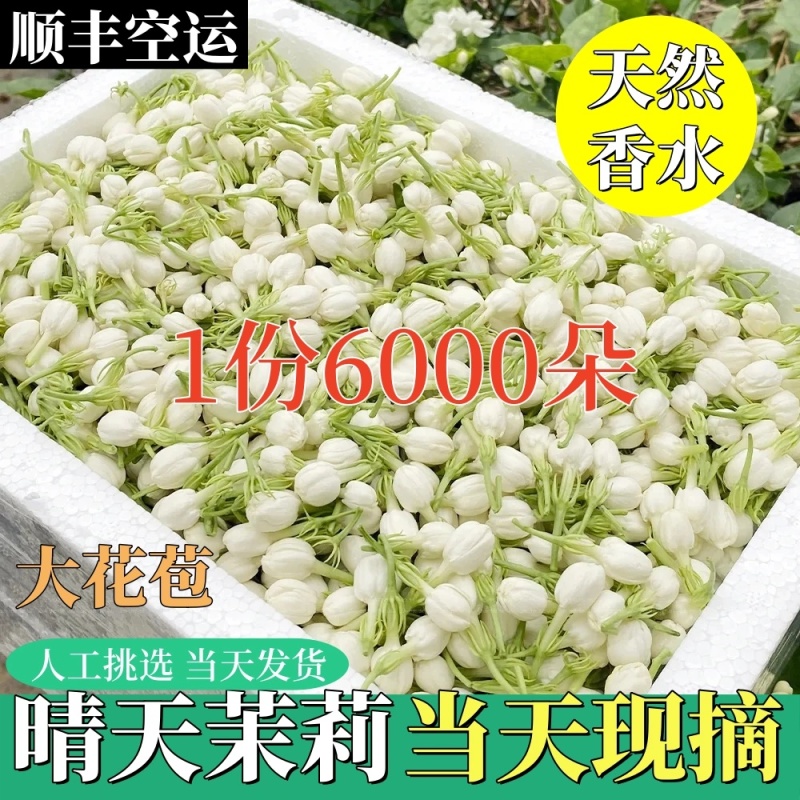 横县茉莉鲜花苞晴天花苞天然香水可手串可食用顺丰空运