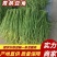 青条豆角大量上市，对接平台，保证新鲜，产地直发，欢迎咨询