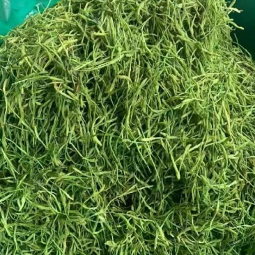常年供应供应优质金银花、茶花，28元1斤