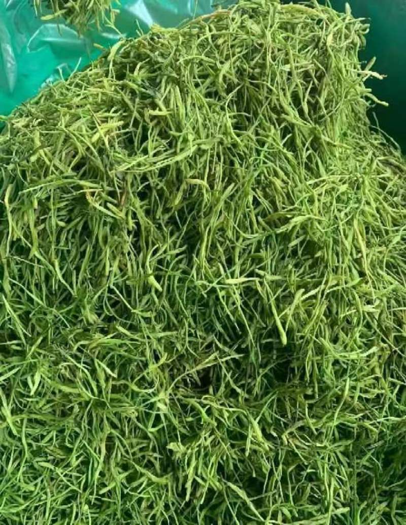 常年供应供应优质金银花、茶花，28元1斤