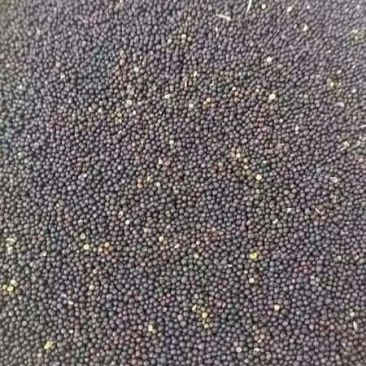 大量供应油茶籽3.15一斤