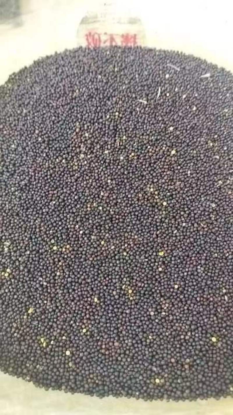 大量供应油茶籽3.15一斤