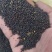大量供应油茶籽3.15一斤