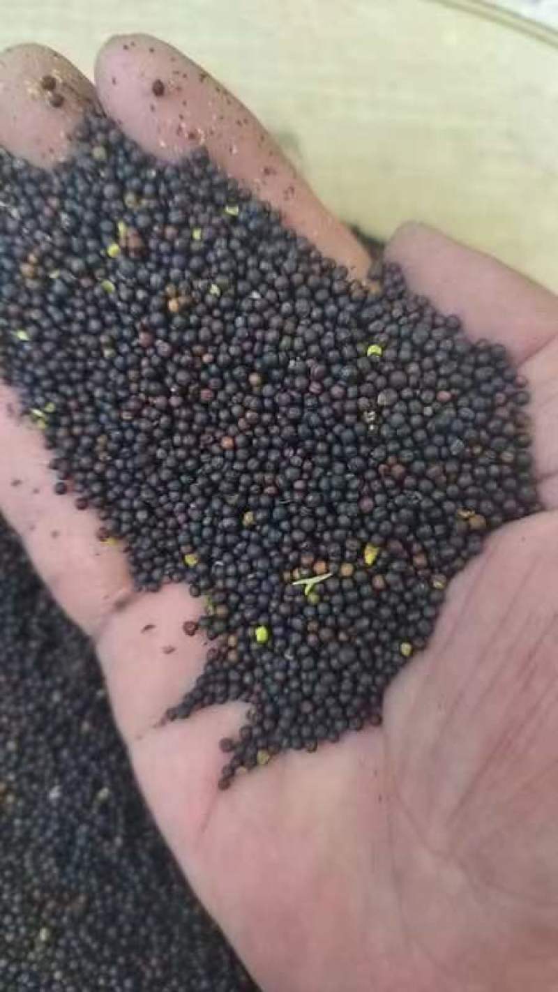 大量供应油茶籽3.15一斤