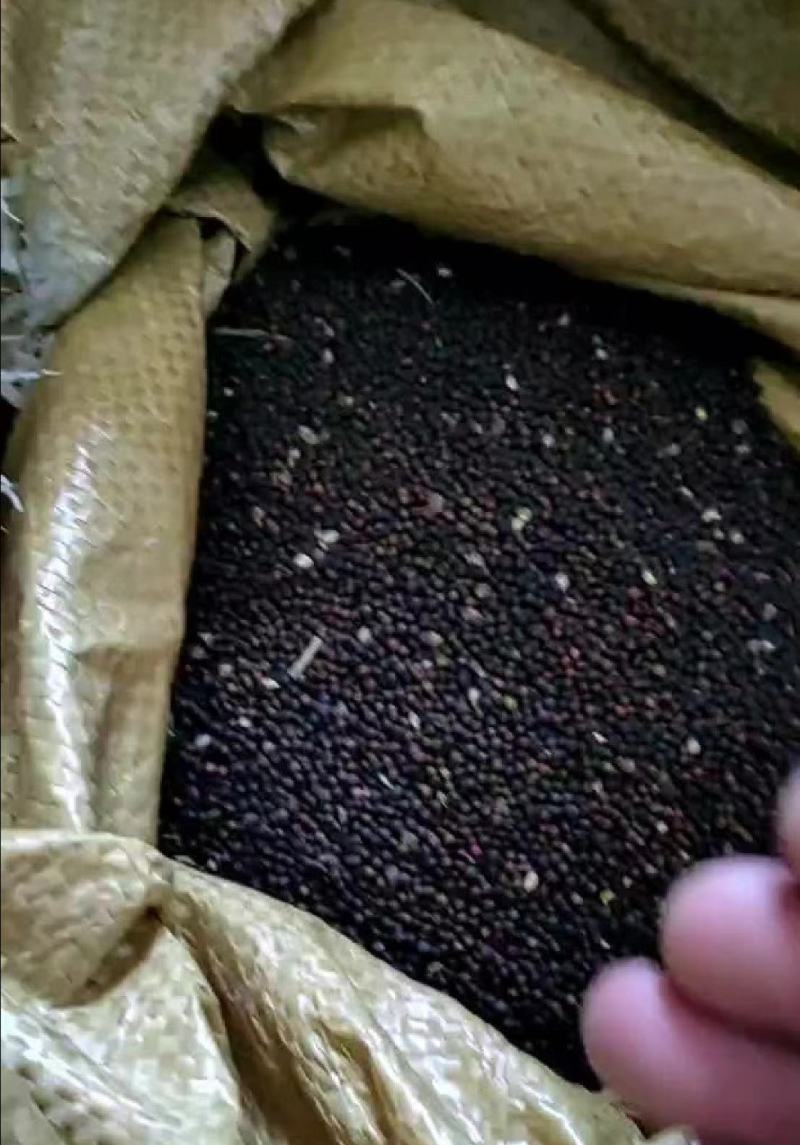 大量供应油茶籽3.15一斤