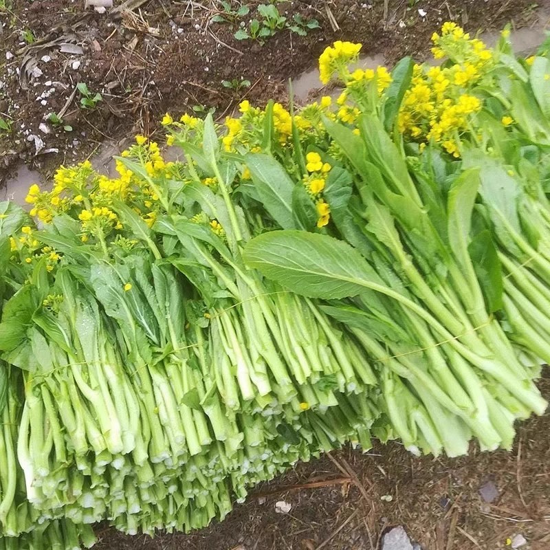 雪婷45白菜苔种子耐热耐寒侧苔萌发快苔浅绿白抗病
