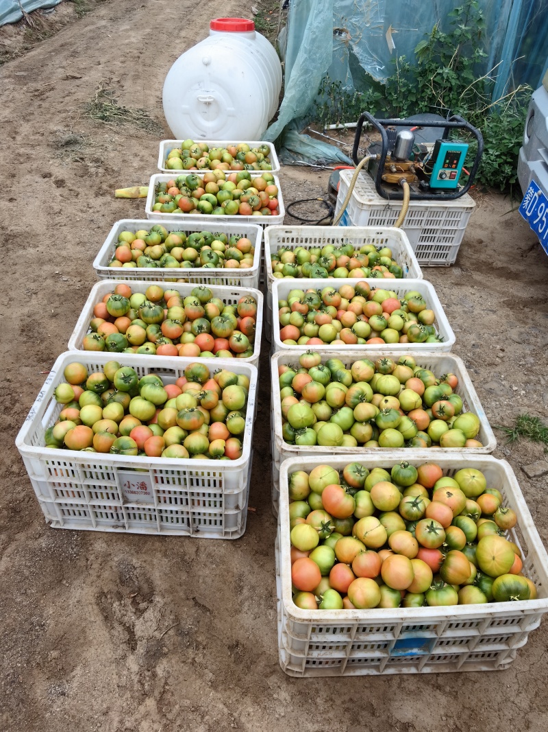 【西红柿】草莓西红柿内蒙草莓西红柿大量上市产地直发