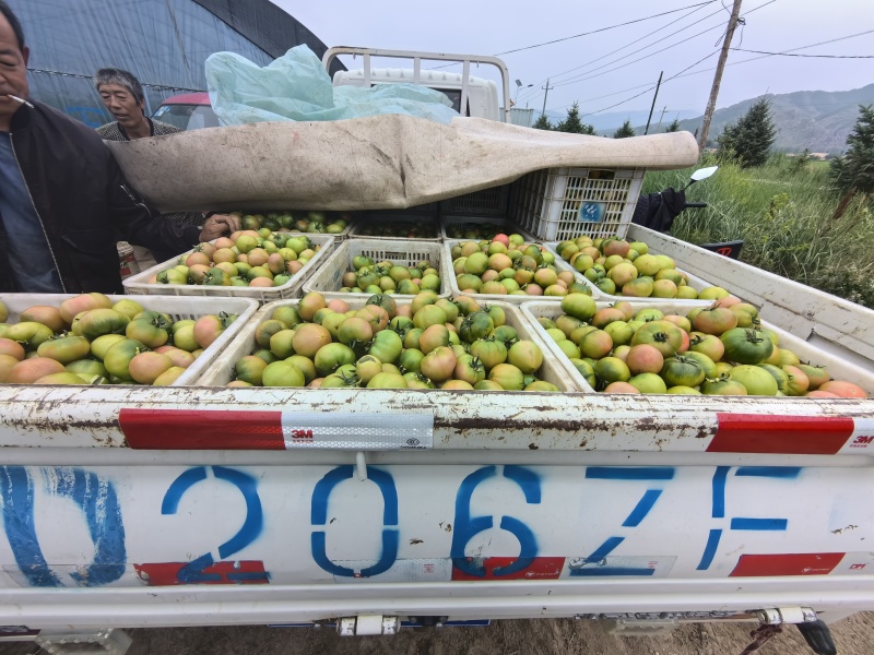 【西红柿】草莓西红柿内蒙草莓西红柿大量上市产地直发