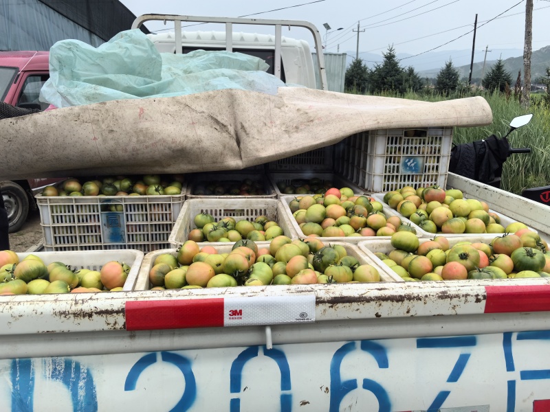 【西红柿】草莓西红柿内蒙草莓西红柿大量上市产地直发