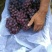 河北巨峰/巨峰葡萄/巨峰葡萄鲜货产地直发一手货源欢迎选购