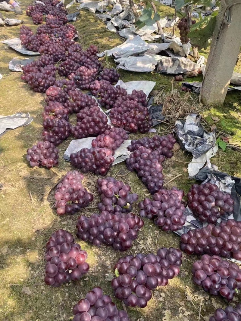河北巨峰/巨峰葡萄/巨峰葡萄鲜货产地直发一手货源欢迎选购