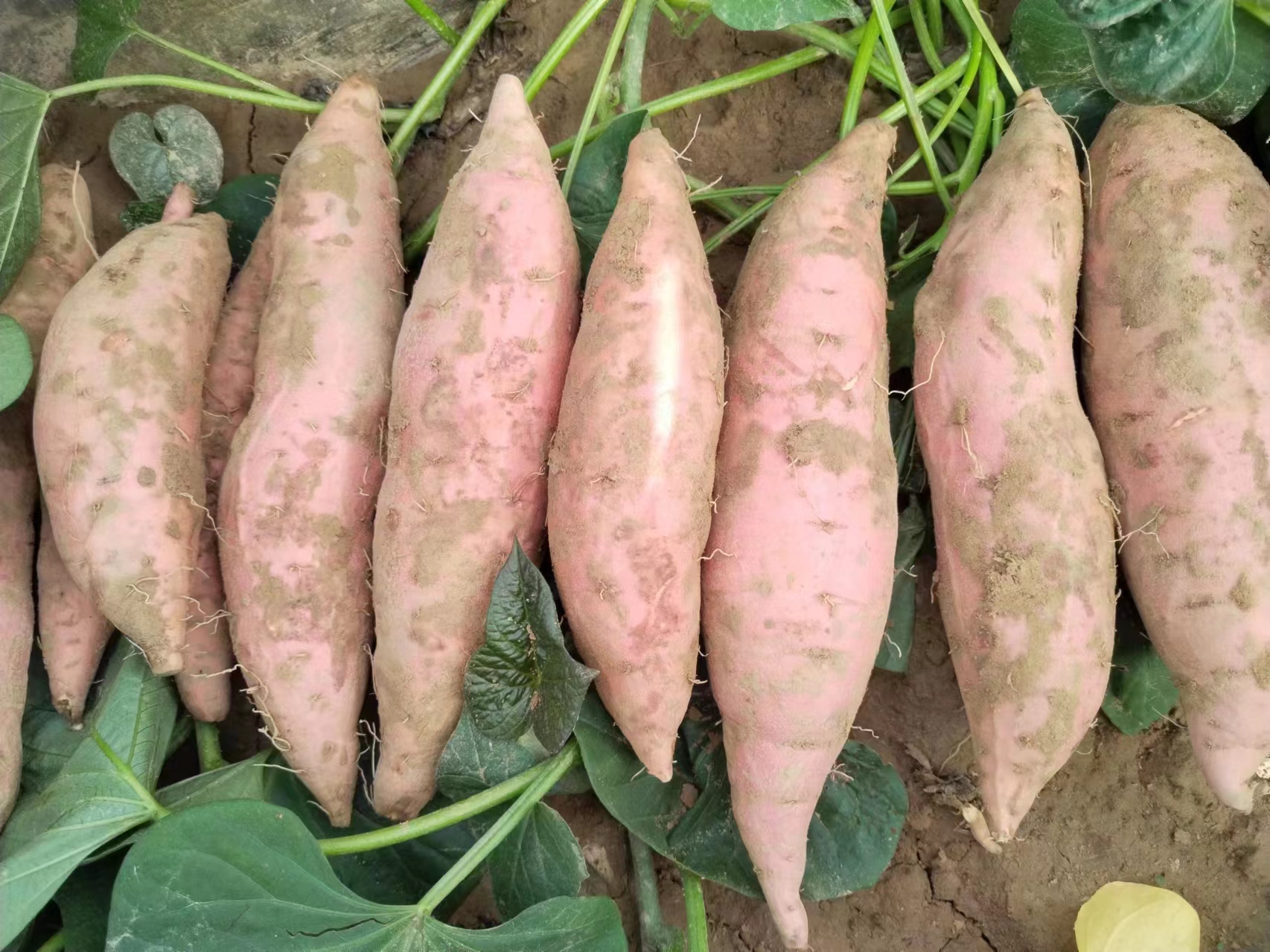 薯龙薯条成品展示图