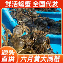 阳澄湖大闸蟹源头厂家招代理六月黄鲜活螃蟹批发采购量大从优