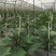 10mm-19mm农用玻纤棒瓜棚蔬菜遮阳小拱棚支撑