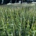 10mm-19mm农用玻纤棒瓜棚蔬菜遮阳小拱棚支撑