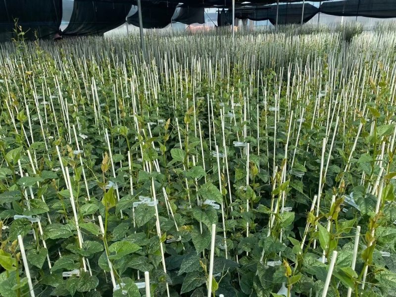 10mm-19mm农用玻纤棒瓜棚蔬菜遮阳小拱棚支撑
