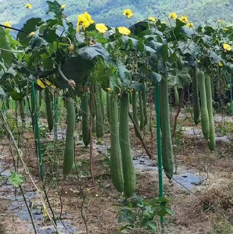玻璃纤维管空心玻纤杆大棚骨架百香果立柱