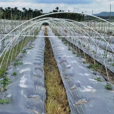 厂家直销成套拱棚定制方案量大从优