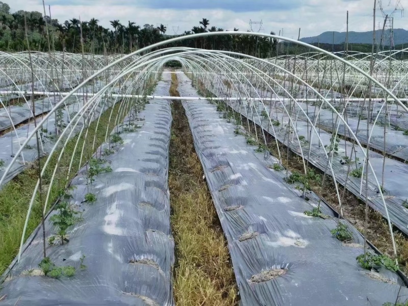 厂家直销成套拱棚定制方案量大从优