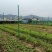 厂家直销成套拱棚定制方案量大从优