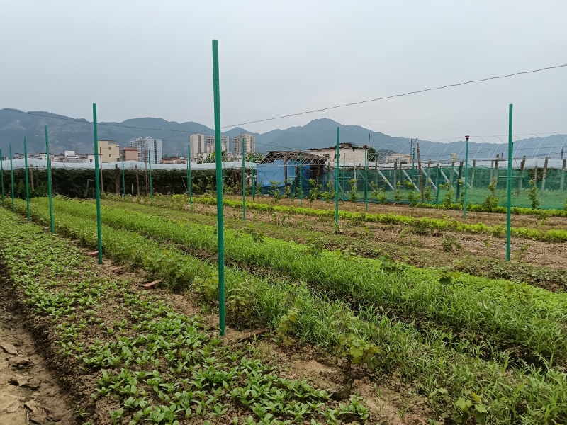 厂家直销成套拱棚定制方案量大从优